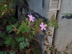 Geranium robertianum
