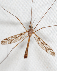 Tipula trivittata