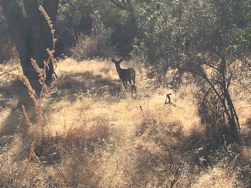 iNaturalist observation photo of Mule Deer
