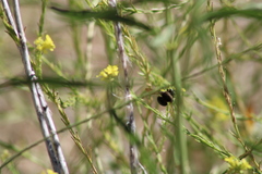 Xylocopa californica