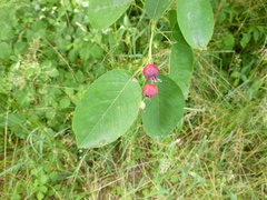 Amelanchier ovalis