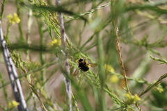 Xylocopa californica