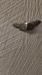 Idaea seriata