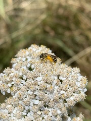 Halictus ligatus