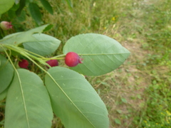 Amelanchier ovalis