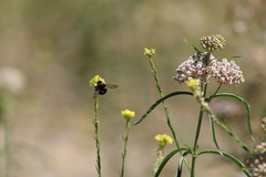 Xylocopa californica
