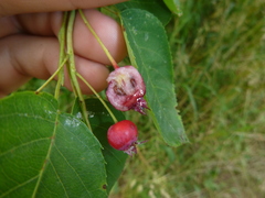 Amelanchier ovalis