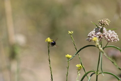 Xylocopa californica