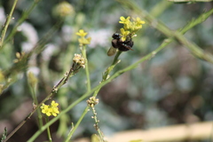 Xylocopa californica