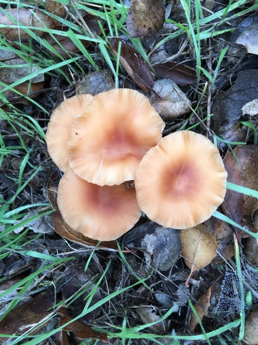 iNaturalist observation photo of Fungi Including Lichens
