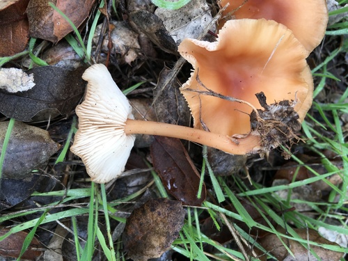 iNaturalist observation photo of Fungi Including Lichens