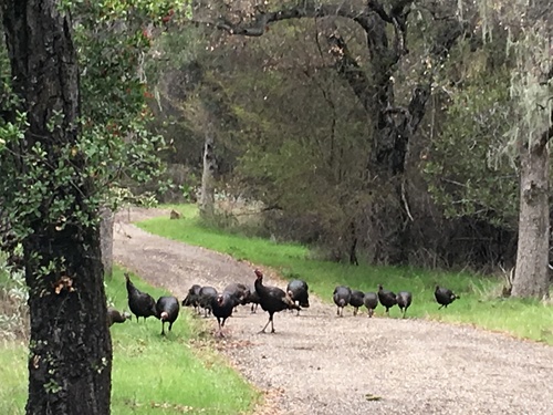 iNaturalist observation photo of Wild Turkey
