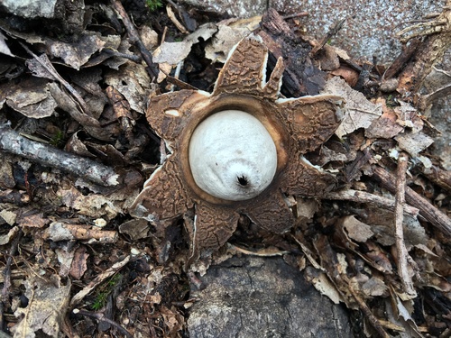 iNaturalist observation photo of Mushrooms, Bracket Fungi, Puffballs, and Allies
