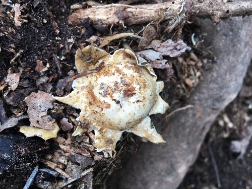 iNaturalist observation photo of Phallomycetidae
