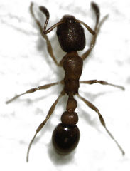 Cardiocondyla minutior