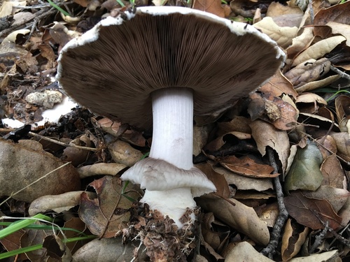 iNaturalist observation photo of Fungi Including Lichens
