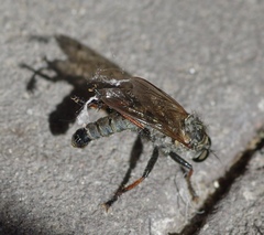 Antipalus varipes