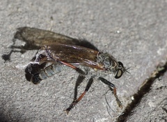 Antipalus varipes