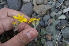 Packera ogotorukensis