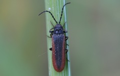 Omalisus fontisbellaquei