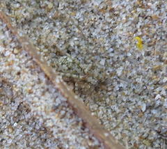 Anoteropsis litoralis