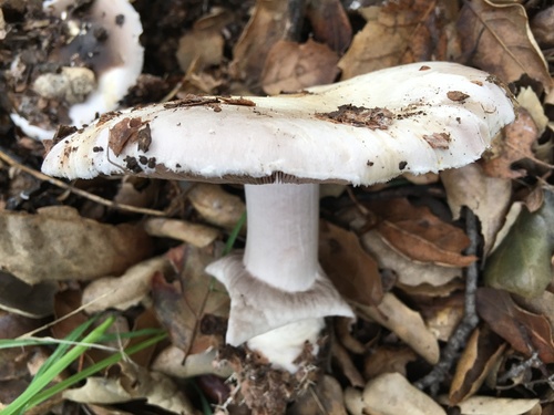 iNaturalist observation photo of Fungi Including Lichens