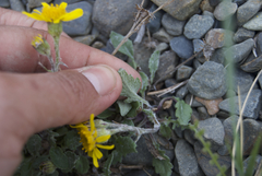 Packera ogotorukensis