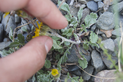 Packera ogotorukensis