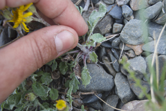 Packera ogotorukensis