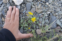 Packera ogotorukensis