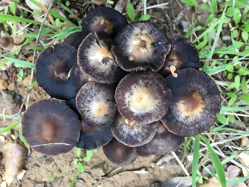 iNaturalist observation photo of Mushrooms, Bracket Fungi, Puffballs, and Allies