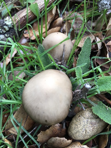 iNaturalist observation photo of Fungi Including Lichens