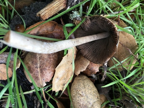 iNaturalist observation photo of Fungi Including Lichens