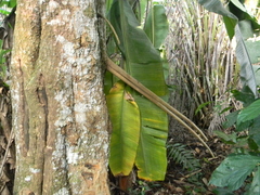 Pleomele arborea