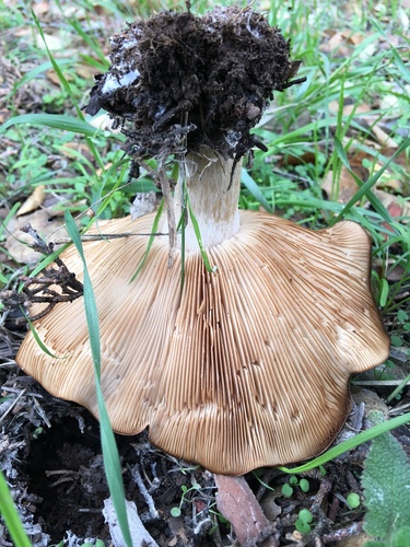 iNaturalist observation photo of Agaricomycetidae