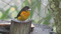 Ramphocelus flammigerus flammigerus