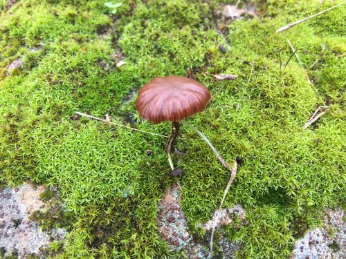 iNaturalist observation photo of Fungi Including Lichens