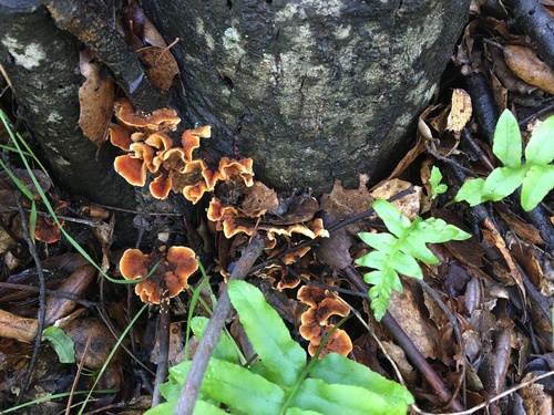 iNaturalist observation photo of hairy curtain crust