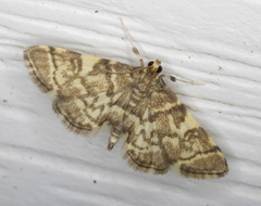 Steniini