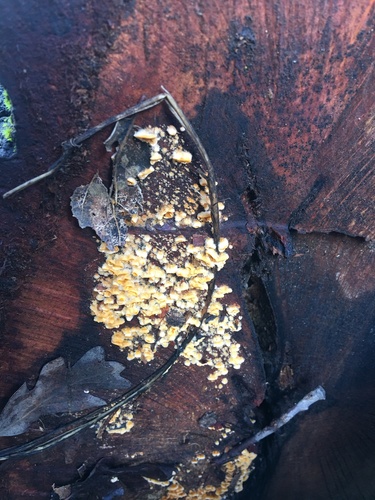 iNaturalist observation photo of Fungi Including Lichens