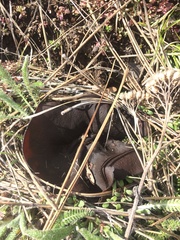 Geoscypha violacea
