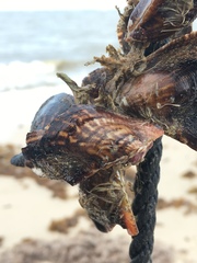 Pteria colymbus