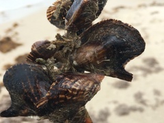 Pteria colymbus