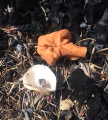 Gyromitra perlata