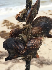 Pteria colymbus