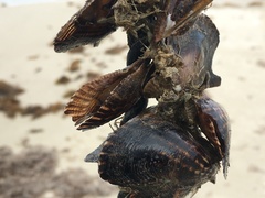 Pteria colymbus