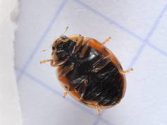Oenopia conglobata