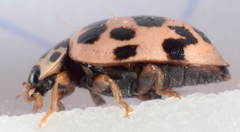 Oenopia conglobata