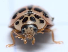Oenopia conglobata