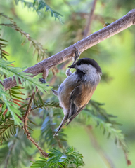 Poecile rufescens